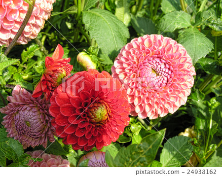 Flowers in Odense, Denmark, August 2006 Flowers in Odense, Denmark, August 2006 24938162