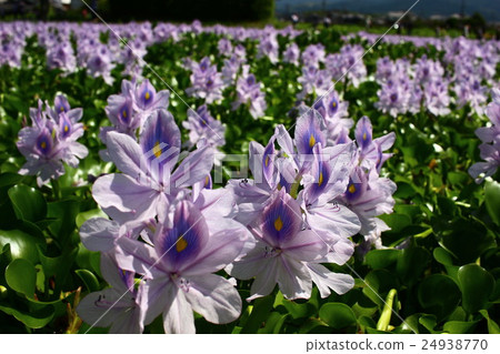 水葫蘆 水葫蘆 24938770