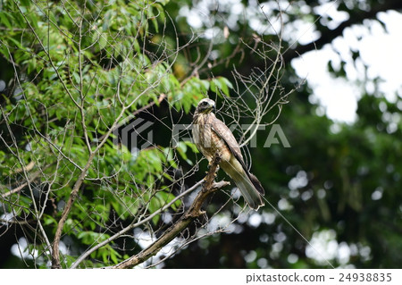 在分支的草莓魚幼鳥A1 在分支的草莓魚幼鳥A1 24938835