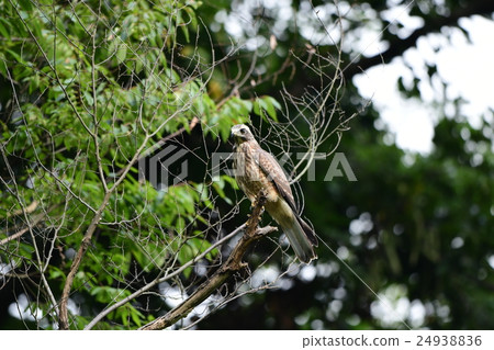 Strawberry fish in a branch Young bird A2 24938836