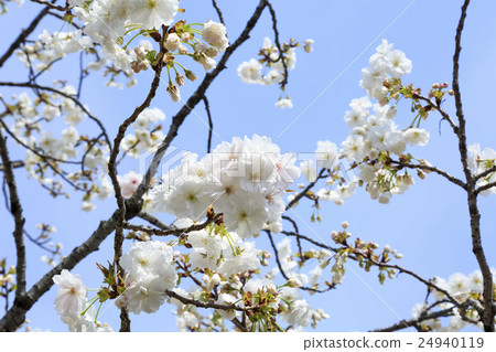 Osaka Mint Cherry blossom variety "Shizuka" Shizuka 24940119