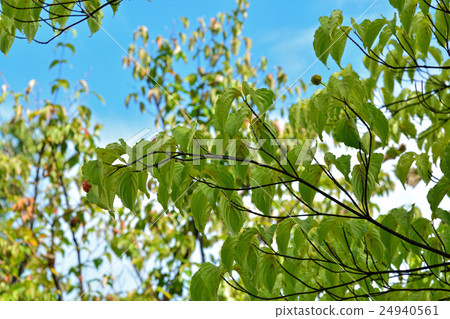 樹:Yamabote家庭 樹:Yamabote家庭 24940561