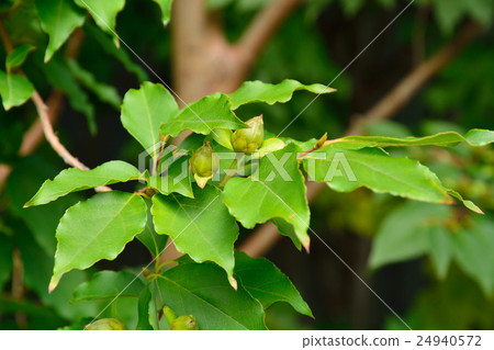 Tree: Camellia sinensis 24940572