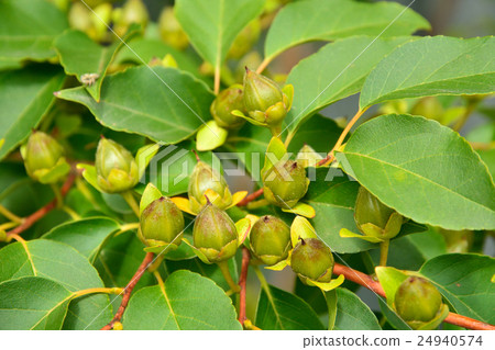 樹：Camellia sinensis 24940574