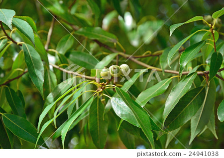 樹木:殼斗科 樹木:殼斗科 24941038