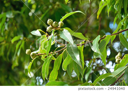 Trees: Fagaceae 24941040