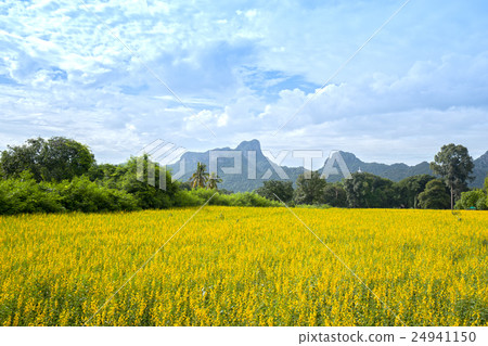Sunhemp or Crotalaria juncea flower field Sunhemp or Crotalaria juncea flower field 24941150