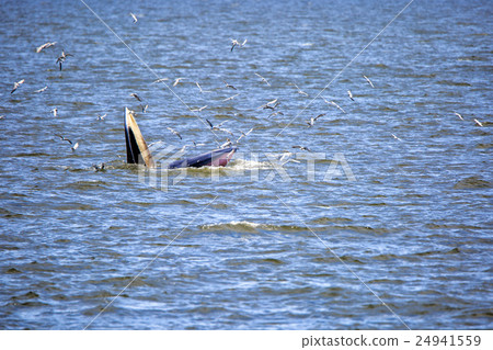 Bryde's whale 24941559