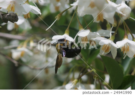 一隻吸吮了花的花蜜的熊 一隻吸吮了花的花蜜的熊 24941990