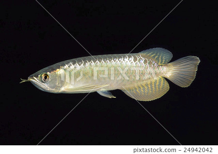 Asian arowana larvae 24942042