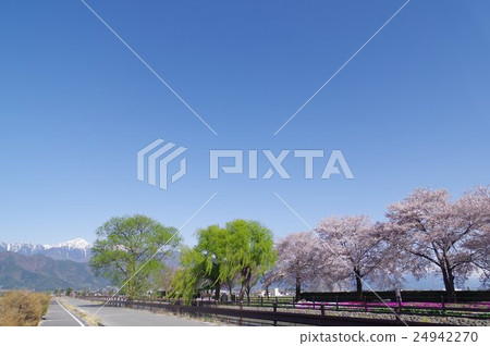 Shinshu Azumino Northern Alps Football Bicycle Plaza Park and Landscape with Spring Cherry Blossoms Azumino Popular Shooting Point Shinshu Azumino Northern Alps Football Bicycle Plaza Park and Landscape with Spring Cherry Blossoms Azumino Popular Shooting Point 24942270
