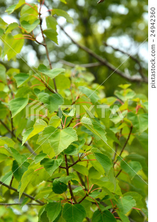 樹：哈娜家族楓 24942360