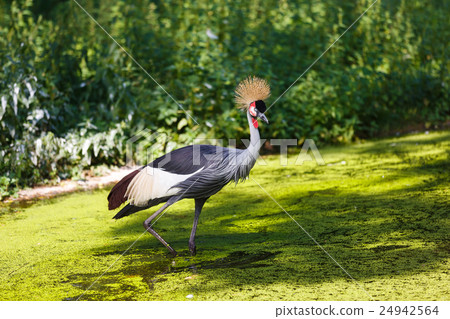 Crowned crane in a water 24942564