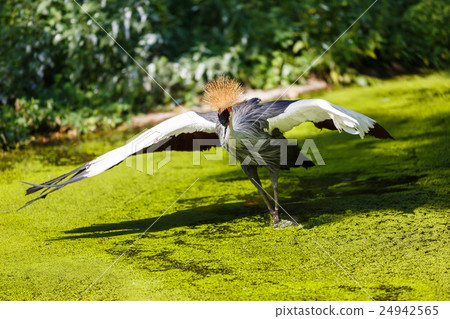 Crowned crane in a water 24942565