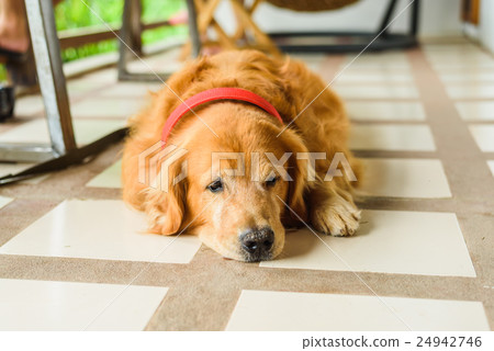 Dog golden retriever outdoor Dog golden retriever outdoor 24942746