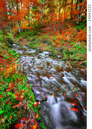 rapid mountain river in autumn 24943222