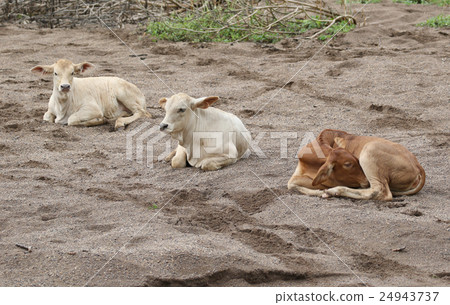 Image of a cow on sand background. Image of a cow on sand background. 24943737