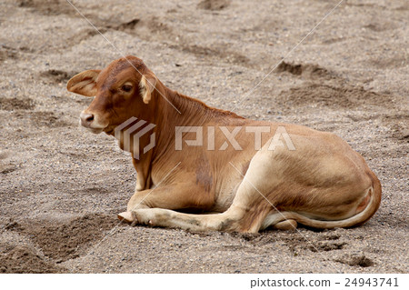 Image of a cow on sand background. Image of a cow on sand background. 24943741