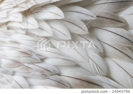 White fluffy feather closeup White fluffy feather closeup 24943799