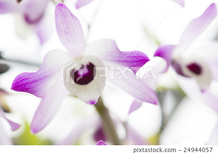 Picture of the original Western run Dendrobium nobile Picture of the original Western run Dendrobium nobile 24944057