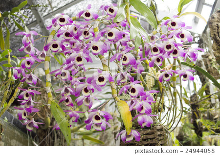 原始西部石斛金釵的圖片 原始西部石斛金釵的圖片 24944058