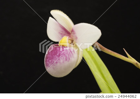 祖先西部花Phragmipedium schlimii花 24944062