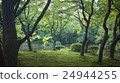 In the forest 24944255