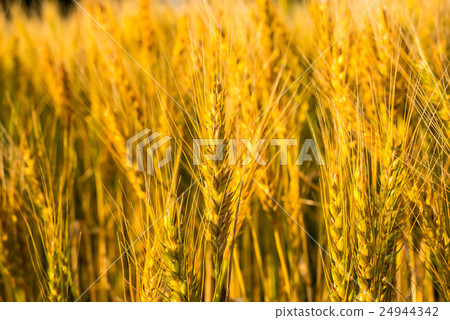 Fresh wheat Fresh wheat 24944342