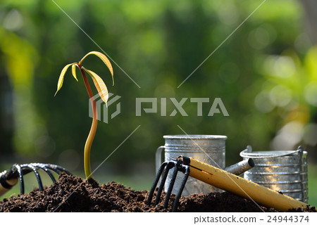 照片素材(图片): young plant with gardening tools (mango tree)