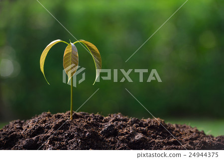 Young plant in the morning light Young plant in the morning light 24944375