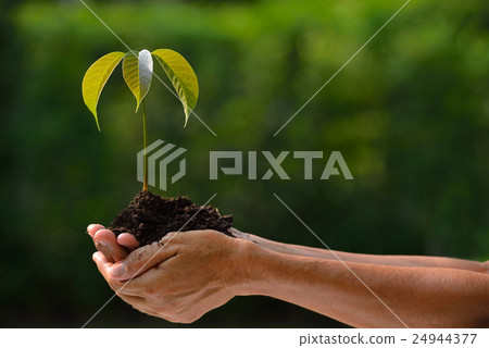 Hands holding a green young plant Hands holding a green young plant 24944377