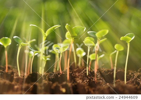 Green sprouts growing out from soil  24944609
