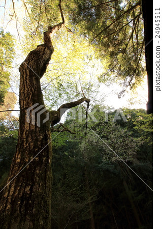 在森林裡的樹木 24945511