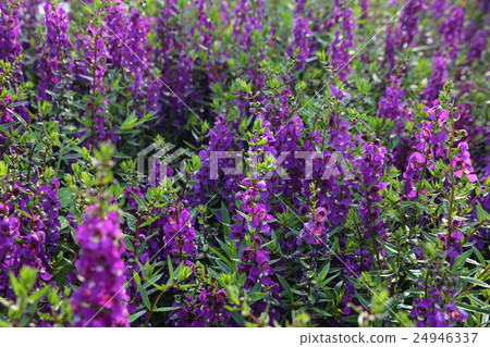 Angelonia 24946337