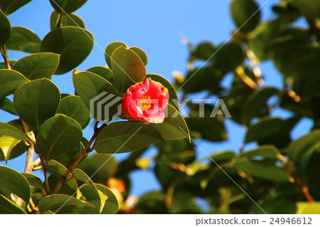 Camellia Camellia 24946612