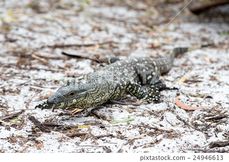 Monitor Lizard on Whitehaven Beach 24946613