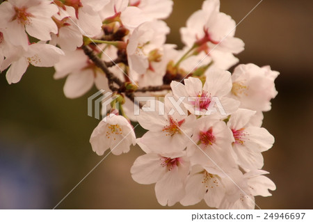 Cherry Blossoms	 24946697