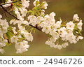 Cherry Blossoms	 24946726