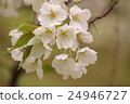 Cherry Blossoms	 24946727
