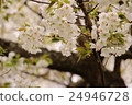 Cherry Blossoms	 24946728