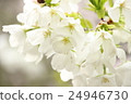 Cherry Blossoms	 24946730