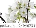 Cherry Blossoms	 24946731