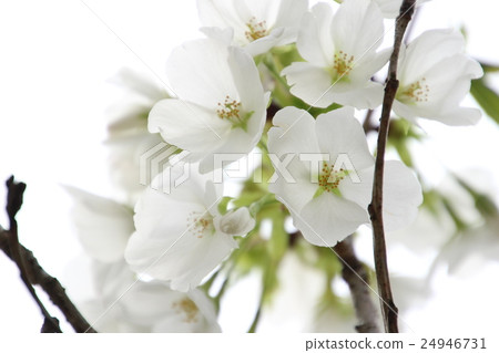 Cherry Blossoms	 24946731