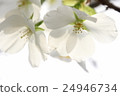 Cherry Blossoms	 24946734