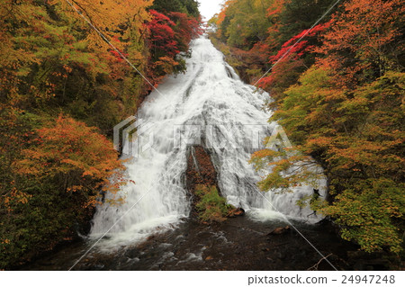 Kinu秋天水秋天秋葉 Kinu秋天水秋天秋葉 24947248