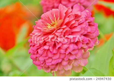 百日草，百日草（百日草） 24947430