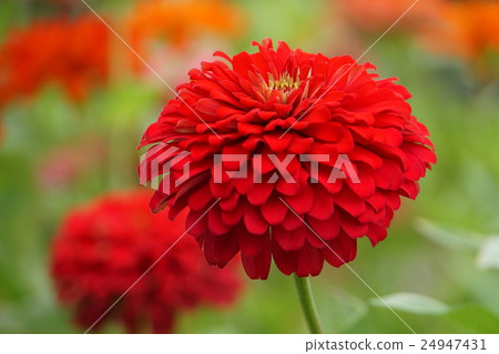 百日草，百日草（百日草） 24947431