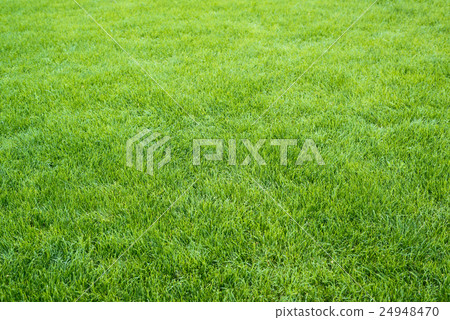 Green grass field Green grass field 24948470