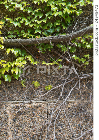 Parthenocissus tendril climbing decorative plant Parthenocissus tendril climbing decorative plant 24948472