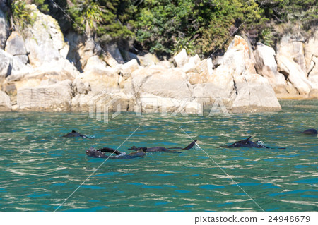 Seals in Abel Tasman National Park 24948679